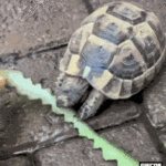 Turtle Eating