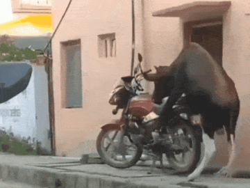 Bull on bike