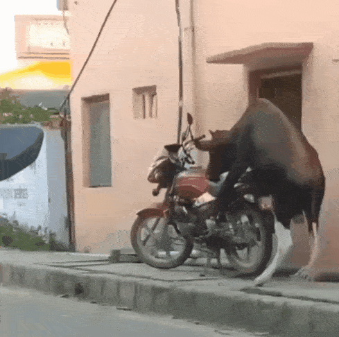 Bull on bike