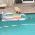 Dog Float