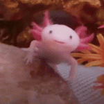 axolotl gif