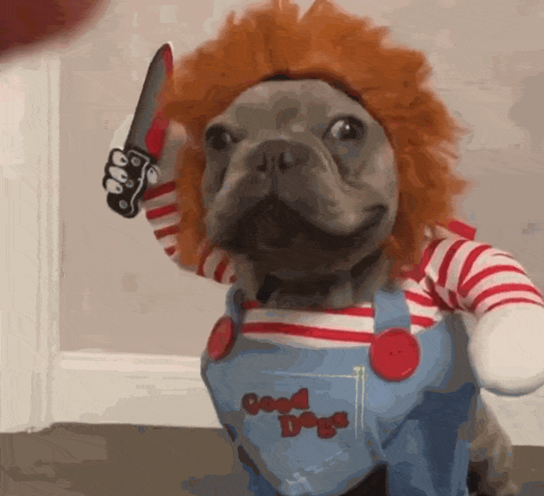 Chucky dog costume - GIFCOP