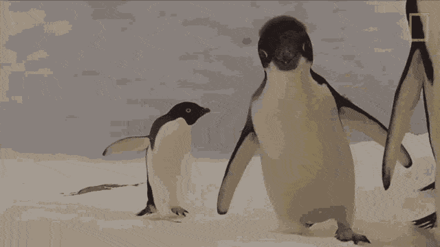 curious penguins gif