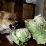Dog eating cabbage
