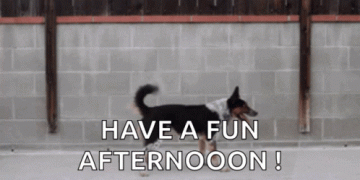 good afternoon dogs gif