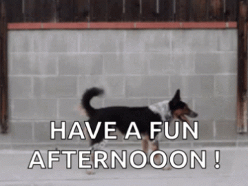 good afternoon dogs gif