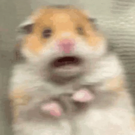 Hamster Shocked GIF
