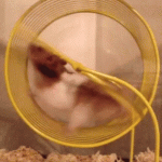 Hamster Wheel GIF