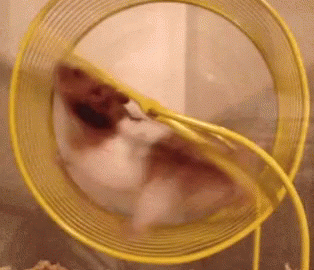 Hamster Wheel GIF