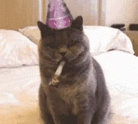 Funny cat birthday gif
