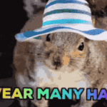 Hamster wears hats